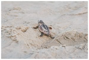 baby sea turtle heading to see on Kiawah Island