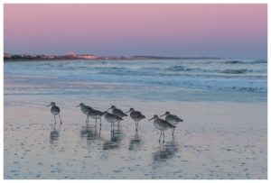 Sunset on Kiawah island with birds