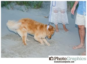 Dog digging a hole on beach, Kiawah Island Family Photos